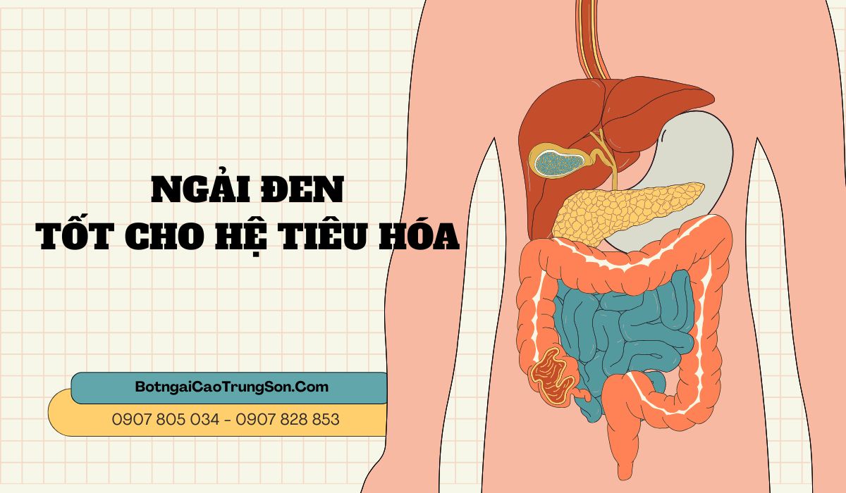 Ngải Đen hỗ trợ tốt cho tiêu hóa