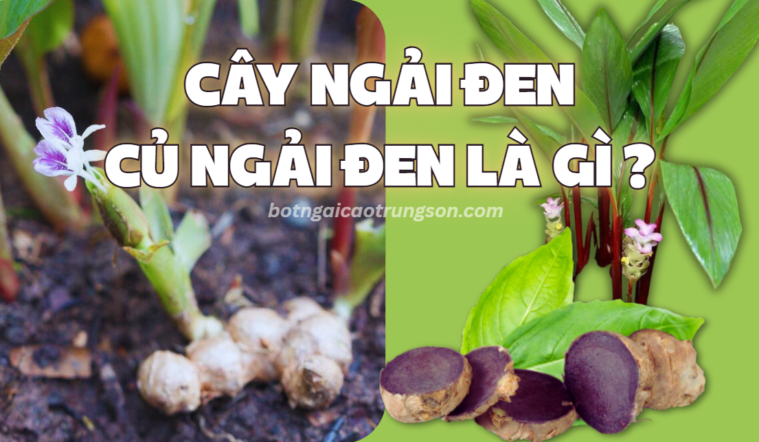 Ngải Đen là gì ? Cây, Củ Ngải Đen