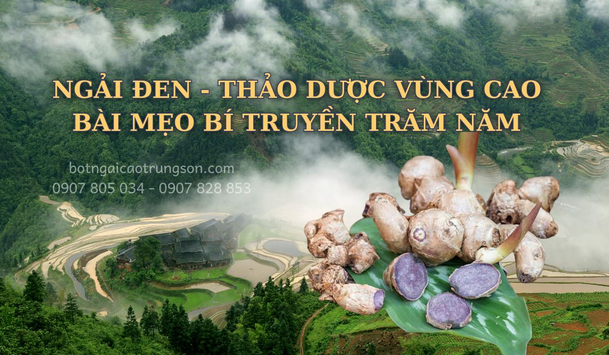Dược liệu quý từ vùng núi cao