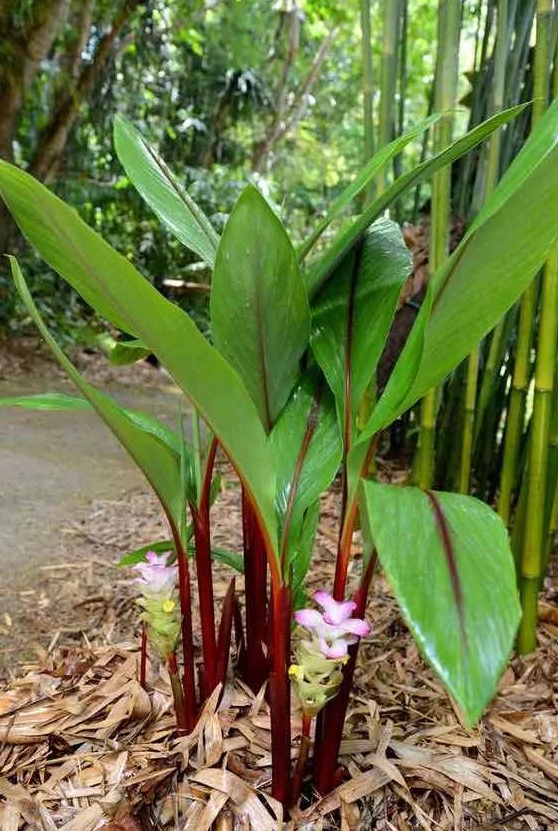 Cây ngải đen (Nguồn: Sưu tập)