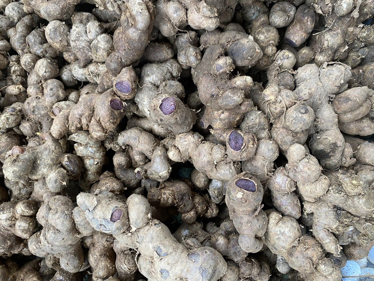 Củ Ngải Đen và công dụng