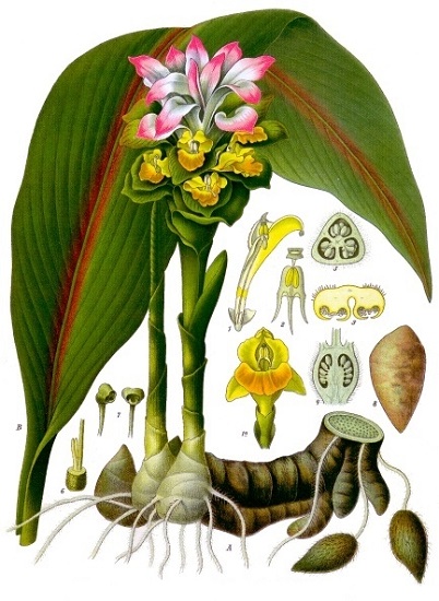 ngai den chong doc cao trung son