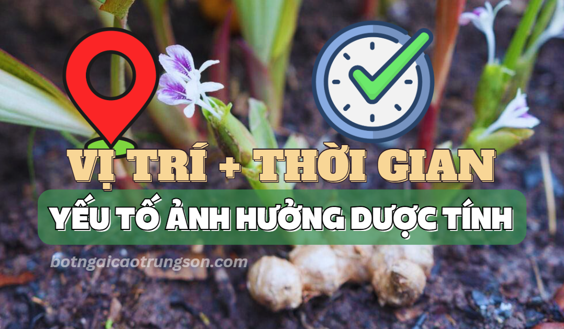 Yếu tố ảnh hưởng dược tính Củ Ngải Đen