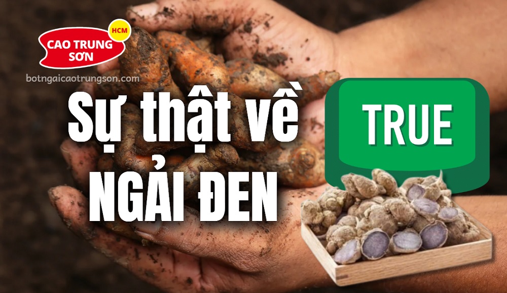 SU-THAT-VE-NGAI-DEN-CAO-TRUNG-SON Sự thật về Ngải Đen