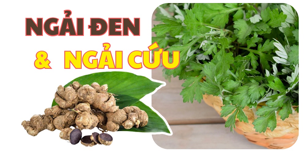 Ngải Đen & Ngải Cứu