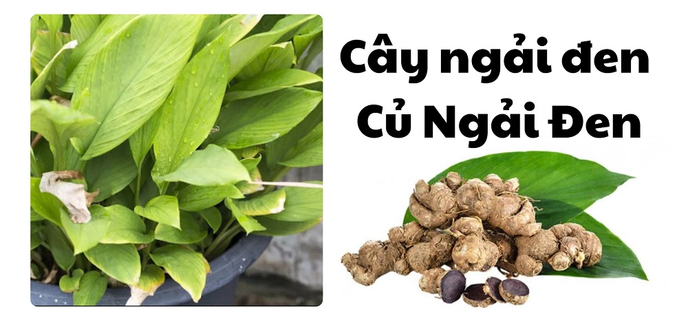 cay ngai den cu ngai den